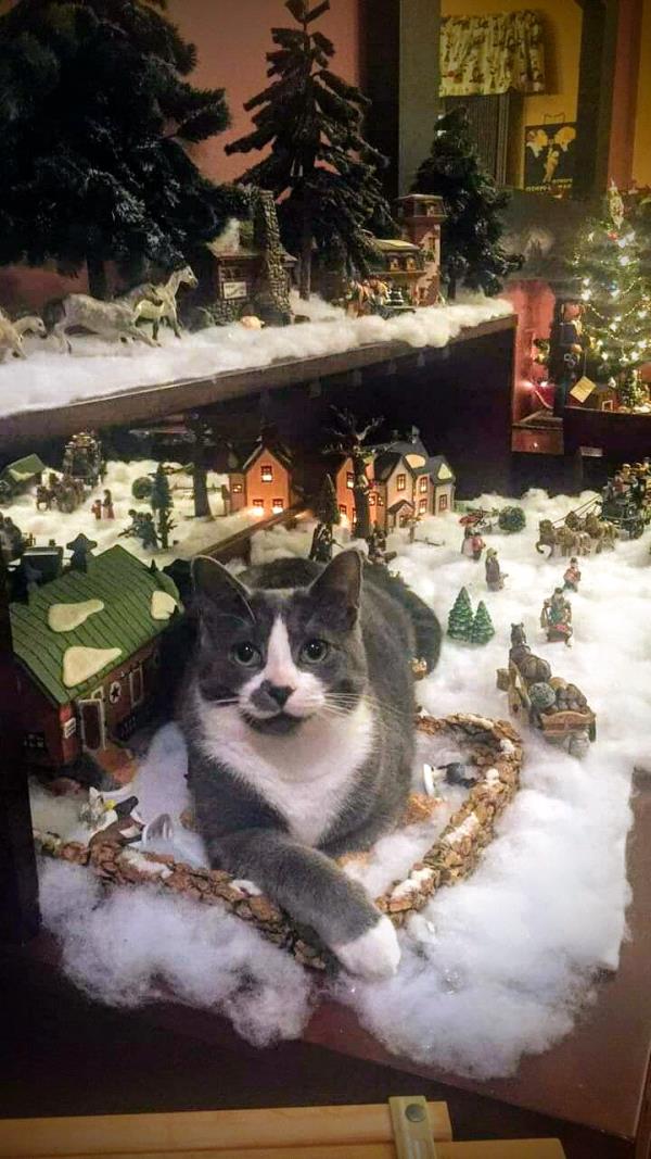 /Images/uploads/Minnesota Spay Neuter Assistance Program/MNSNAP/entries/9402thumb.jpg